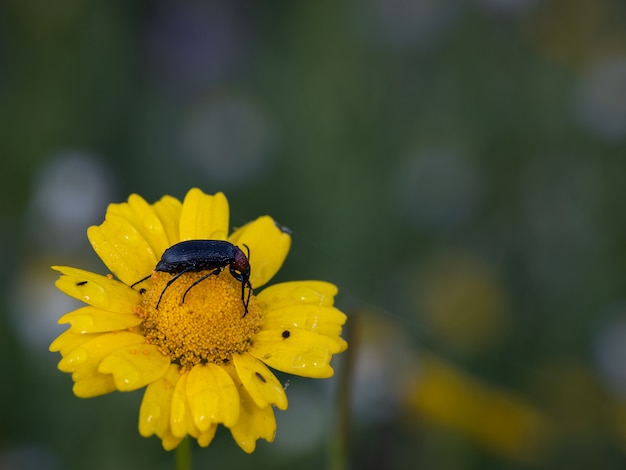 Heliotaurus ruficollis. Käfer in seiner natürlichen Umgebung fotografiert.