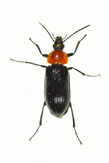 Heliotaurus ruficollis polyphagischer Käfer aus der Familie der Tenebrionidae