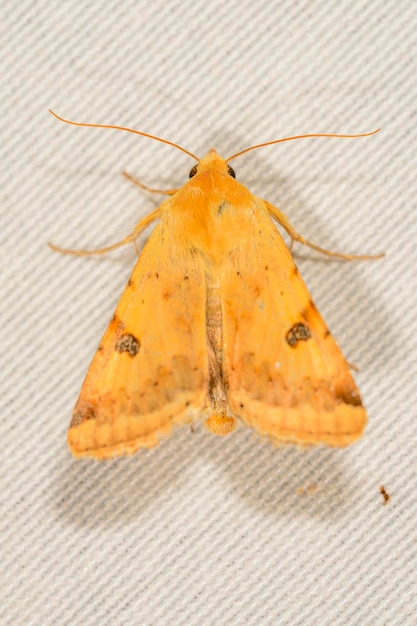 Foto heliothis peltigera, también conocida como paja bordeada, es una especie de polilla de la familia noctuidae