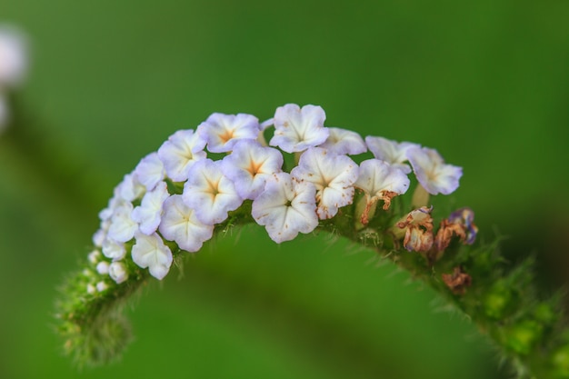 Heliotropium indicum Blume