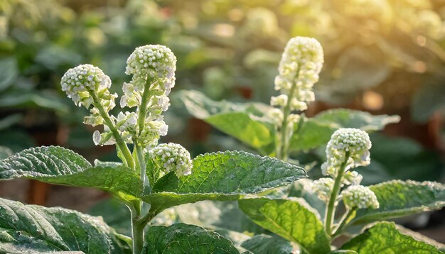 heliotropium indicum_heliotrope_indiano