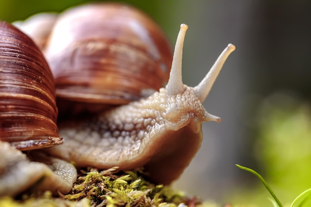 Helix pomatia auch römische Schnecke, Burgunderschnecke, essbare Schnecke oder Escargot, ist eine Art von großen, essbaren, luftatmenden Landschnecken, einer terrestrischen Lungenschnecke aus der Familie der Helicidae.