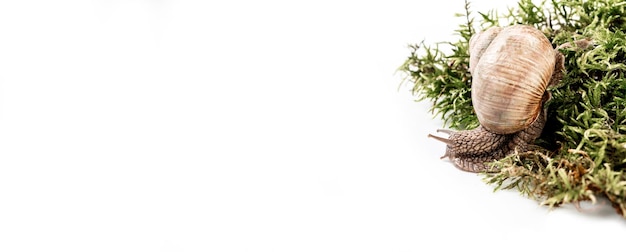 Helix pomatia, auch Weinbergschnecke, Burgunderschnecke, essbare Schnecke oder Schnecke, ist eine Art von großen essbaren Pflanzen aus der Familie der Helicidae. Langes Fahnenformat