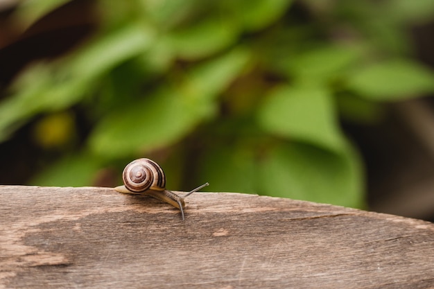 Helix Pomatia auf Holzhintergrund, Garten kleine Schnecke Tierleben in der Natur. Selektiver Fokus.