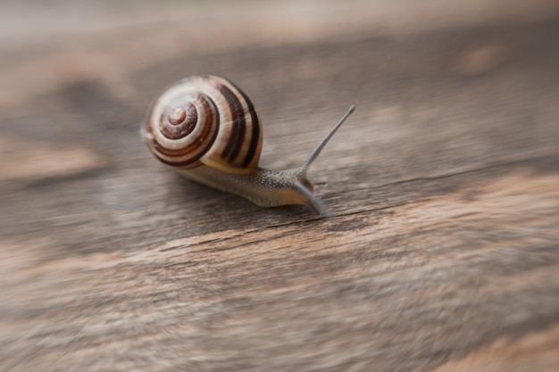 Helix Pomatia auf Holzhintergrund, Garten kleine Schnecke Tierleben in der Natur. Selektiver Fokus.