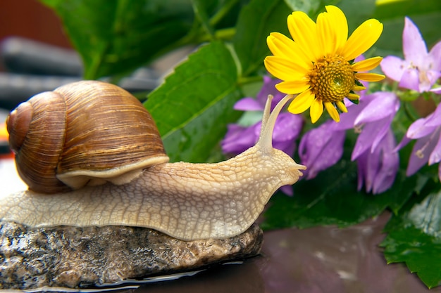 Helix pomatia. El caracol se arrastra activamente en la naturaleza. moluscos e invertebrados. delicadeza de carne y comida gourmet.