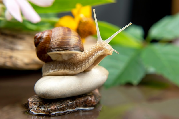 Helix pomatia. El caracol se arrastra activamente en la naturaleza. moluscos e invertebrados. delicadeza de carne y comida gourmet.