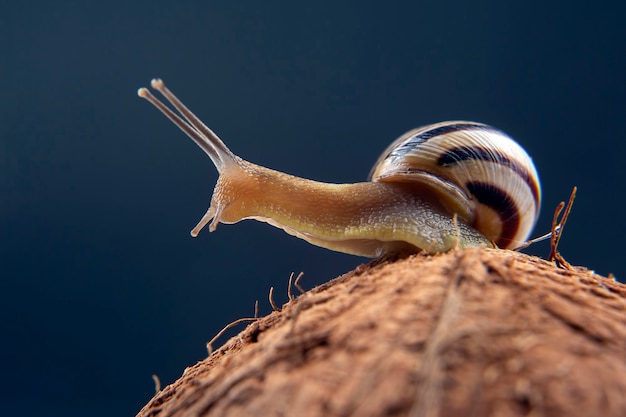 Helix pomatia. caracol de uva en un coco