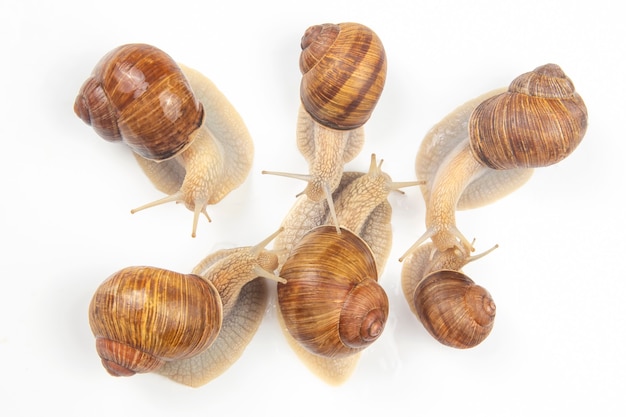 Helix pomatia. caracol uva em branco