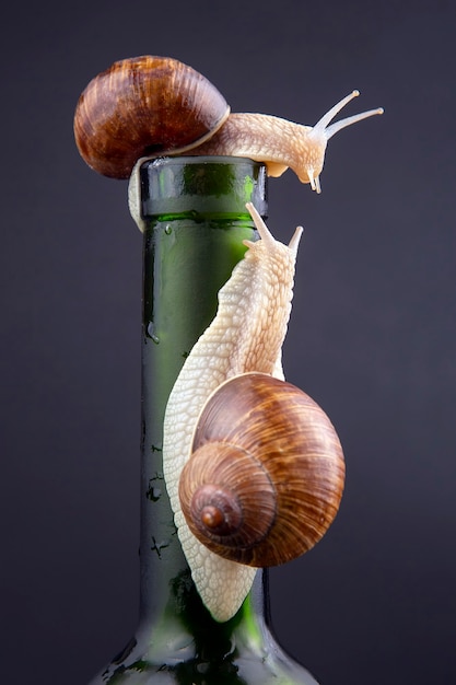 Helix pomatia. caracol uva em uma garrafa em um fundo escuro