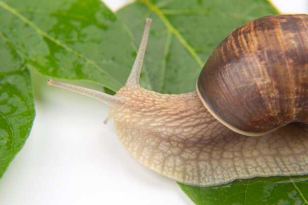 Helix pomatia. caracol uva rastejando nas folhas verdes. molusco e invertebrado. delicadeza de carnes e comida gourmet