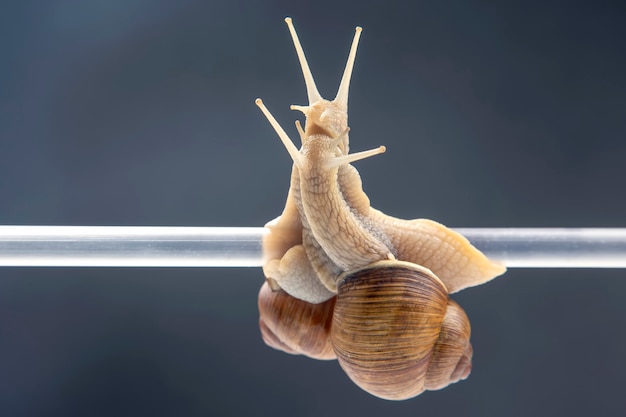 Helix pomatia. los caracoles cuelgan de un tubo de plástico.