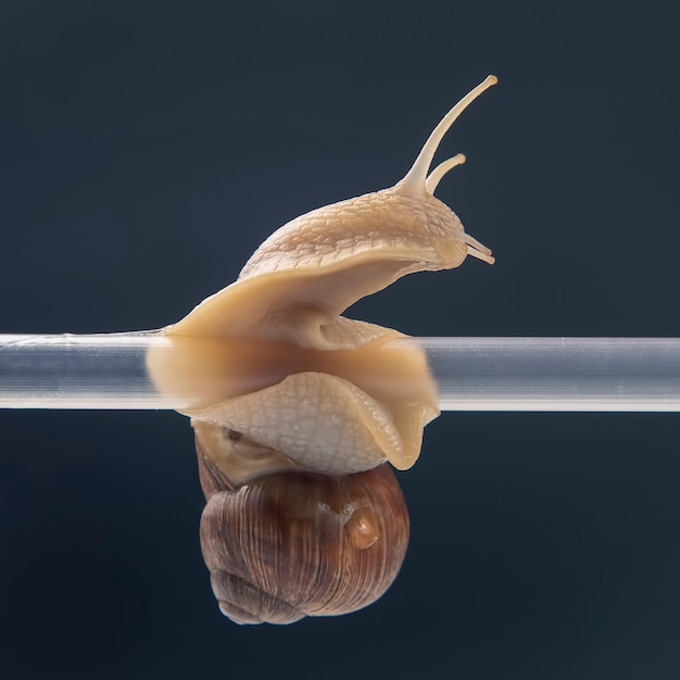 Helix pomatia. caracoles cuelgan de un tubo de plástico