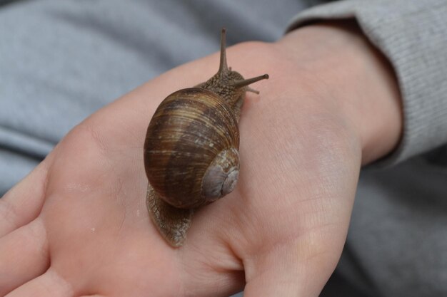 Helix pomatia große Weinbergschnecke auf der Hand eines Menschen Oberelsbach Deutschland