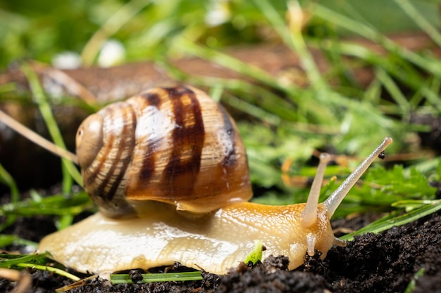 Helix pomatia Schnecke kriecht gemächlich auf dem Gras