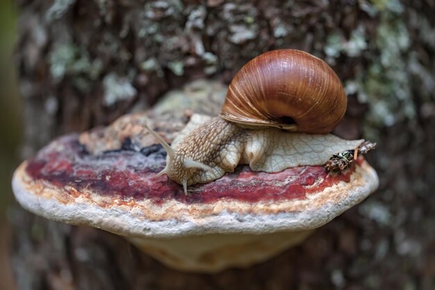 Foto helix pomatia também caracol romano, caracol da borgonha, caracol comestível ou escargot, é uma espécie de caracol terrestre grande, comestível, respirador de ar, um molusco gastrópode pulmonate terrestre da família helicidae.