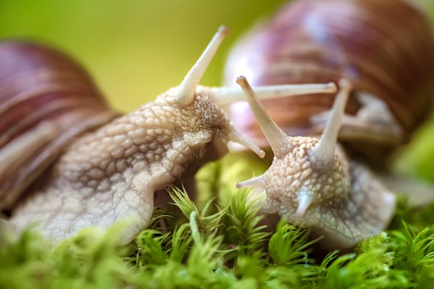 Helix pomatia también caracol romano, caracol de Borgoña, caracol comestible o escargot, es una especie de caracol terrestre grande, comestible y que respira aire, un molusco gasterópodo pulmonado terrestre de la familia Helicidae.