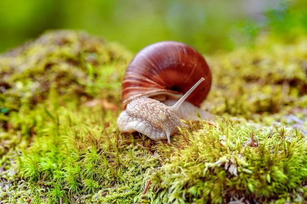 Helix pomatia también caracol romano, caracol de Borgoña, caracol comestible o escargot, es una especie de caracol terrestre grande, comestible y que respira aire, un molusco gasterópodo pulmonado terrestre de la familia Helicidae.