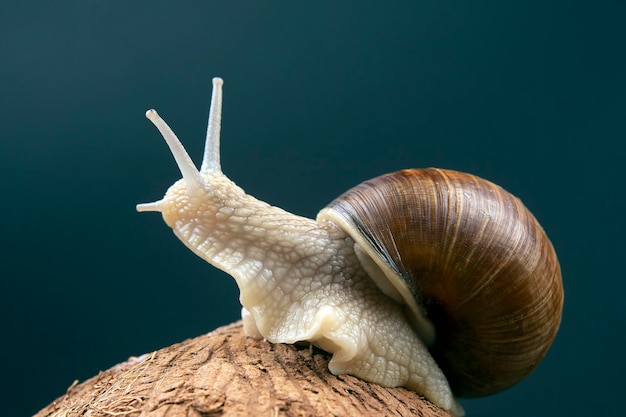 Helix pomatia. Traubenschnecke auf Kokosnuss auf Schwarz