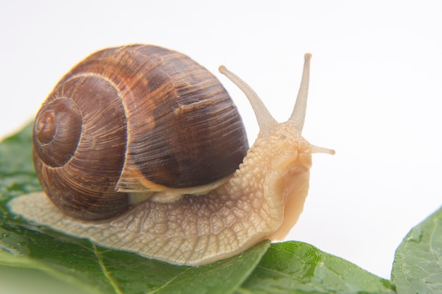 Helix pomatia. Traubenschnecke kriecht auf grünen Blättern. Weichtiere und Wirbellose. Delikatesse Fleisch und Gourmet-Essen.