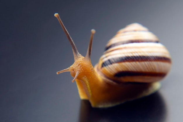 Helix pomatia. Traubenschnecke. Weichtiere und Wirbellose.