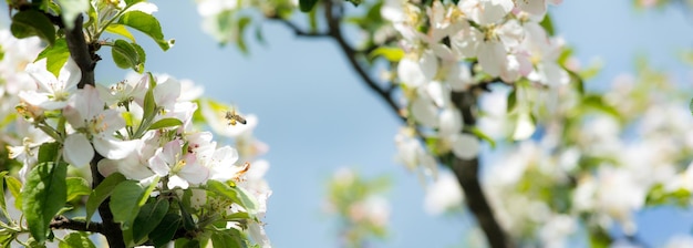 Hell blühender Kirschbaumzweig mit vielen weißen Blumen auf verschwommenem tiefgrünem Hintergrund