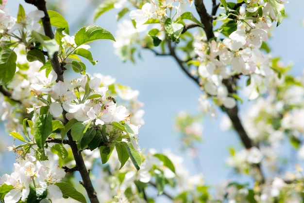 Hell blühender Kirschbaumzweig mit vielen weißen Blumen auf verschwommenem tiefgrünem Hintergrund