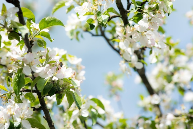 Hell blühender Kirschbaumzweig mit vielen weißen Blumen auf verschwommenem tiefgrünem Hintergrund