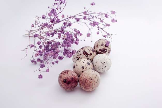 Hell gefärbte Wachteleier in einem violetten Farbton