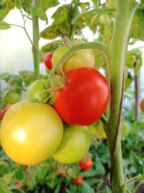 hell, rot, reif, Früchte, Tomaten, auf Ästen, im Gewächshaus, Ernte, Landwirtschaft