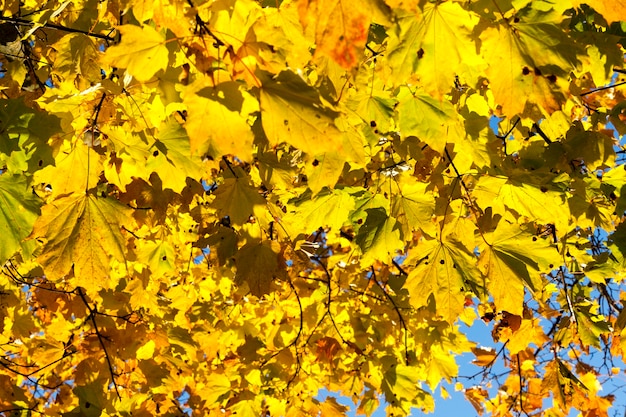 Hell vergilbt und beleuchtet durch Sonnenlicht Ahornblätter auf einem Baum in der Herbstsaison