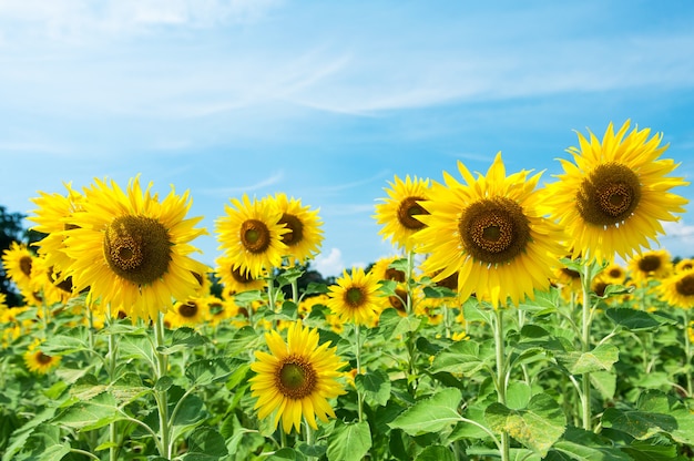 Hell vom Sonnenblumenfeld mit blauem Himmel, Sonnenblume beim Blühen