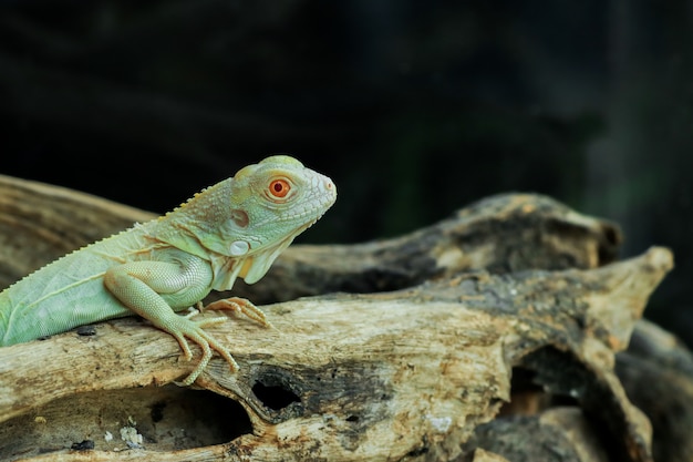 Hellblauer Albino-Leguan