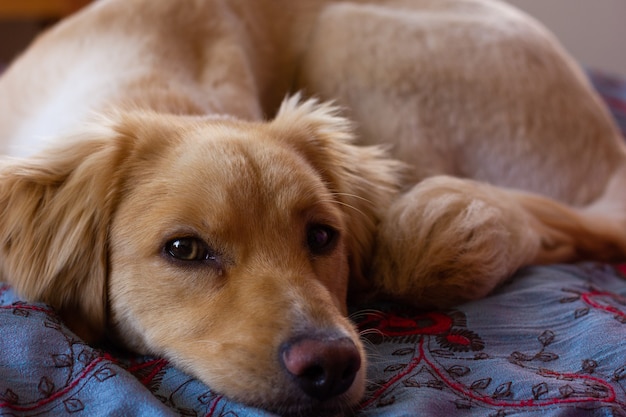 Hellbrauner Golden Retriever Hund, der die Kamera im Bett betrachtet Heimtier ruht