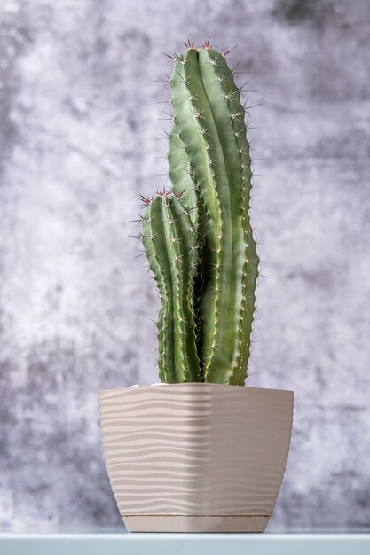 Foto hellbrauner topf mit cereus-kaktus mit vielen spitzen und stacheligen stacheln und grauem hintergrund