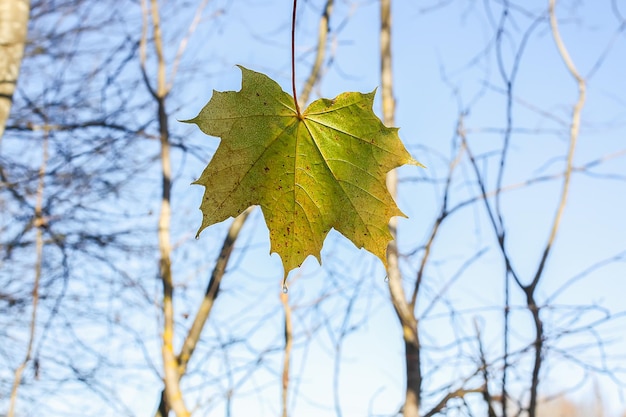 Helle Ahornblätter auf Ästen auf blauem Himmelshintergrund im herbstlichen Wald