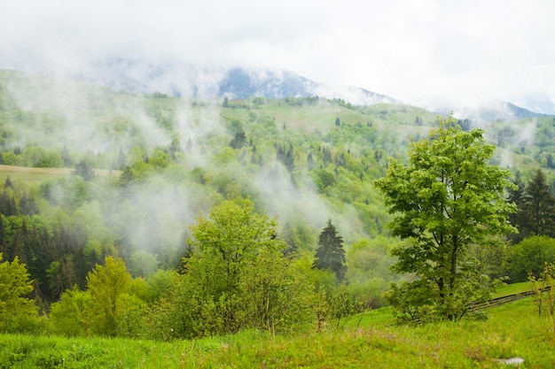 Helle Aussicht auf die Sommerumgebung mit grünem Wald und Nebel über hohen Bergen