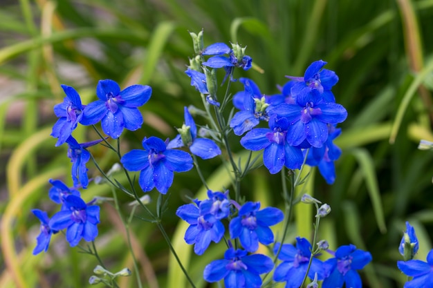 helle blaue Wildblumen blühen auf der Wiese im Sommer