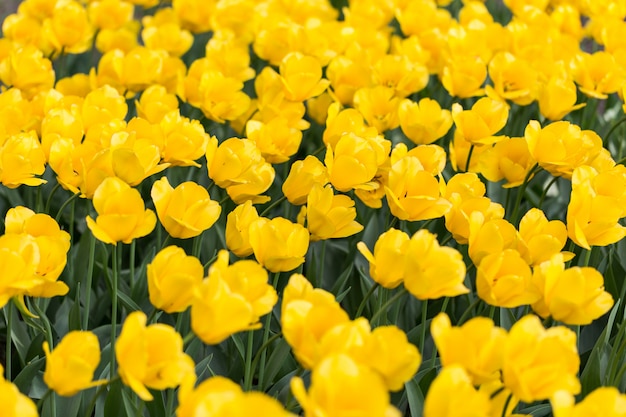 Helle blühende bunte Blumentulpen im Garten