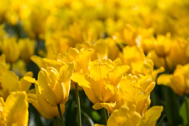 Helle blühende bunte Blumentulpen im Garten