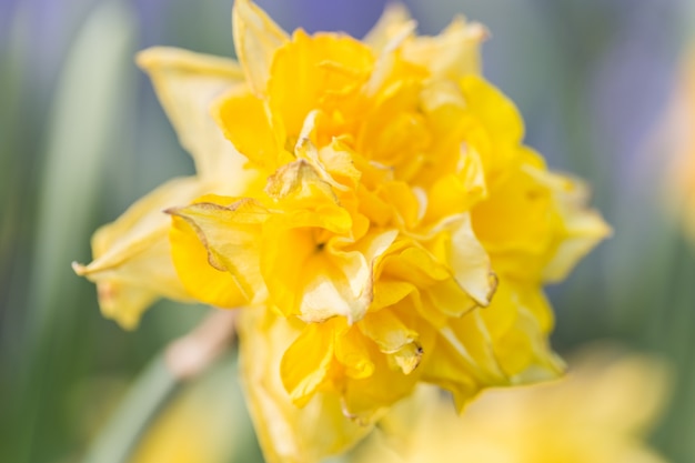 Helle blühende bunte Blumentulpen im Garten