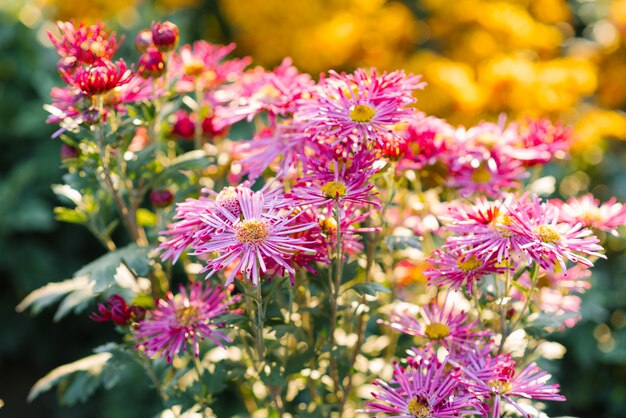 Helle blühende Chrysanthemen in einem blühenden Garten im Herbst