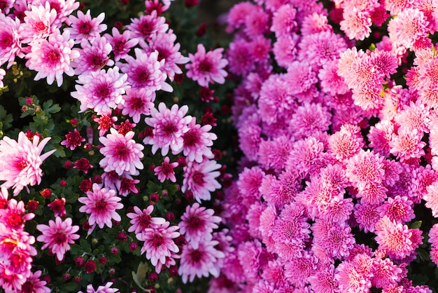 Helle blühende Chrysanthemen in einem blühenden Garten im Herbst