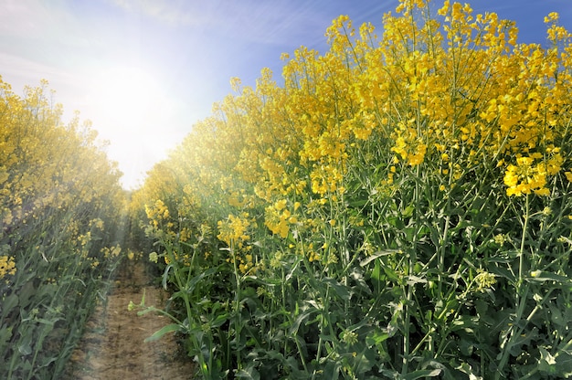 Helle Blüten der Vergewaltigung