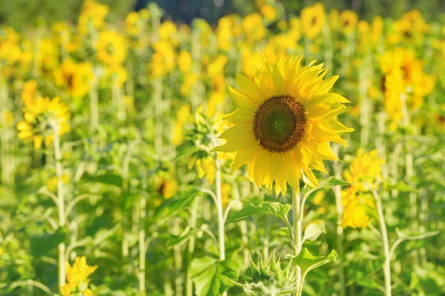 Helle Blume einer Sonnenblume auf einem Hintergrundfeld mit gelben Blumen