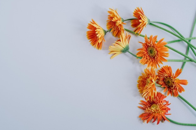 Helle Blumen auf blauem Holzhintergrund Freier Platz für Text Textfreiraum Lupine rosa lila