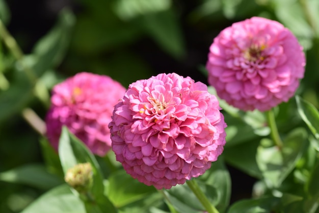 Helle Blumen closeup Blumen wachsen im Garten Blumenbeet mit Astern Blumenkarte