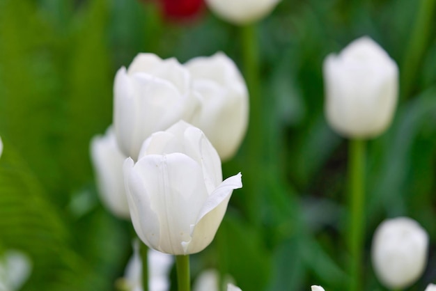 Helle Blumen von Tulpen auf einem Tulpenfeld an einem sonnigen Morgen