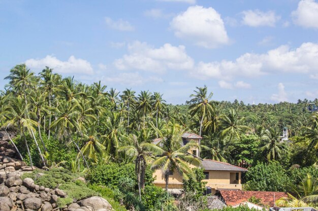 Helle Boote am tropischen Strand von Bentota Sri Lanka an einem sonnigen Tag