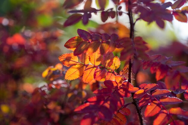 Helle bunte Blätter an Büschen im Herbst, selektiver Fokus, unscharfer Hintergrund